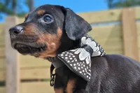 Casanova, a male Doberman Pinscher for sale in Chandler, AZ – Photo 10 of 10