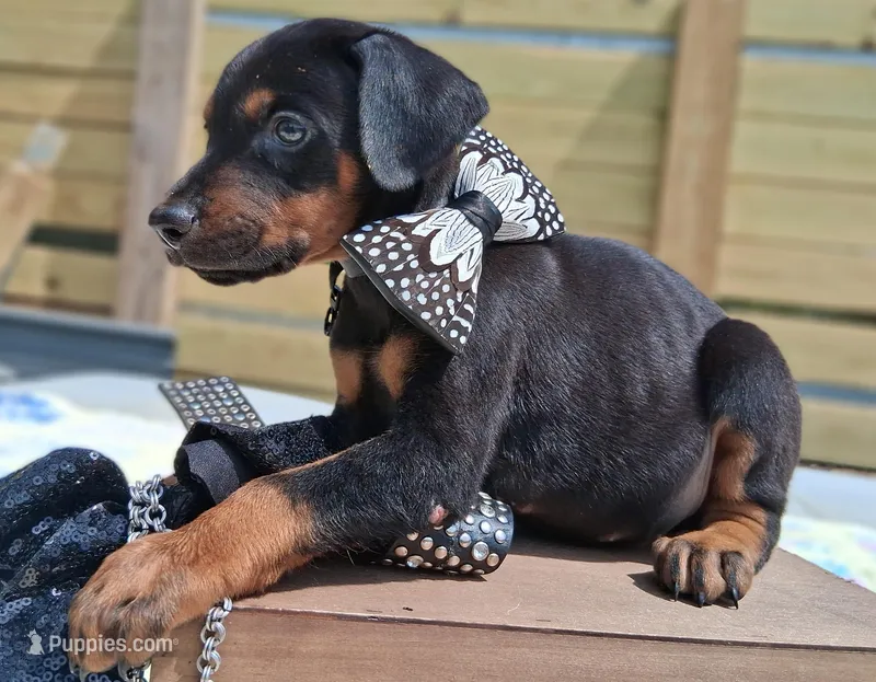 Casanova – Doberman Pinscher puppy for sale in Houston, TX