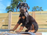 Casanova, a male Doberman Pinscher for sale in Chandler, AZ – Photo 2 of 10