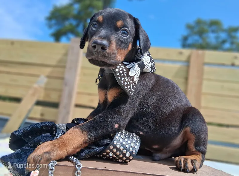Casanova – Doberman Pinscher puppy for sale in Chandler, AZ