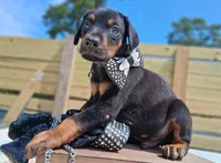 Casanova, a male Doberman Pinscher for sale in Chandler, AZ – Photo 1 of 10