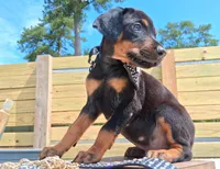 Casanova, a male Doberman Pinscher for sale in Chandler, AZ – Photo 5 of 10