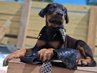 Casanova, a male Doberman Pinscher for sale in Chandler, AZ – Photo 7 of 10