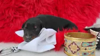 AKC Champion Bloodline -Puppy Dustin , a male Doberman Pinscher for sale in Beaumont, TX – 5 of 7