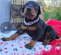 Puppy Dexter , a male Doberman Pinscher for sale in Beaumont, TX – 1 of 3