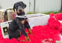 Pearl , a female Doberman Pinscher for sale in Beaumont, TX – 2 of 10
