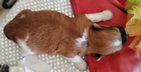 Havashu pup- Lucky Star ⭐, a female Havanese and Shih Tzu for sale in Houston, TX – 10 of 10