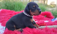AKC Champion Bloodline -Dustin, a male Doberman Pinscher for sale in Beaumont, TX – 5 of 10