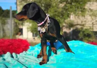 Ladylove, a female Doberman Pinscher for sale in Beaumont, TX – 7 of 10