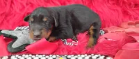 AKC- Champion bloodline - Puppy Acer, a male Doberman Pinscher for sale in Beaumont, TX – 7 of 7