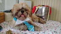 Papa Bear , a male Shih Tzu for sale in Houston, TX – 6 of 7