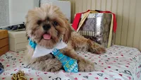 Papa Bear , a male Shih Tzu for sale in Houston, TX – 4 of 7