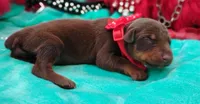 Tinker Bell , a female Doberman Pinscher for sale in Beaumont, TX – 4 of 9