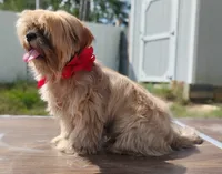 Mikey , a male Shih Tzu for sale in Beaumont, TX – 6 of 10