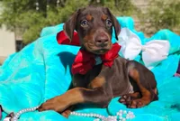 Ruby Red, a female Doberman Pinscher for sale in Beaumont, TX – 6 of 10
