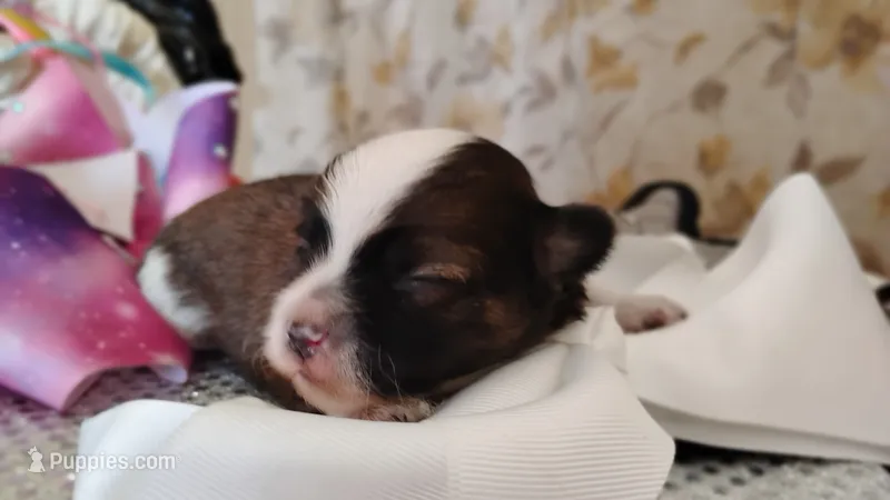 Havashu pup- Little twinkle – Havanese, Shih Tzu puppy for sale in Houston, TX