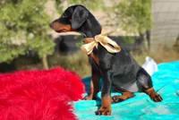 Liliana , a female Doberman Pinscher for sale in Beaumont, TX – 3 of 10