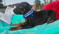 Dustin, a male Doberman Pinscher for sale in Beaumont, TX – 6 of 7