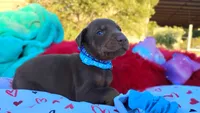 Drago , a male Doberman Pinscher for sale in Beaumont, TX – 8 of 10