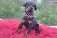 AKC Champion Bloodline -  Storm, a male Doberman Pinscher for sale in Beaumont, TX – 5 of 9