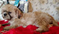 Full AKC -Male Shih Tzu, a male Shih Tzu for sale in Houston, TX – 5 of 8