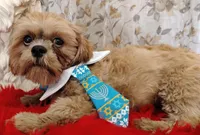 Full AKC Mighty Papa Bear, a male Shih Tzu for sale in Houston, TX – 7 of 10