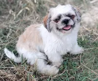Beau , a male Shih Tzu for sale in Houston, TX – 2 of 3