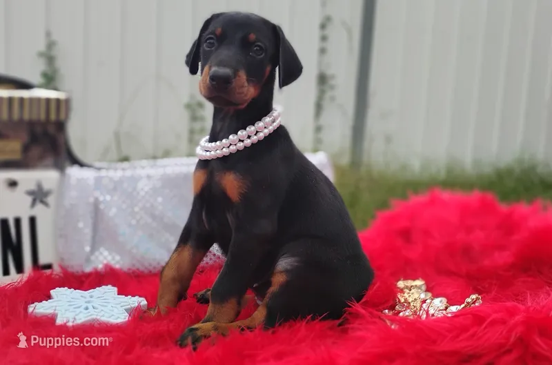 Pearl  – Doberman Pinscher puppy for sale in Beaumont, TX
