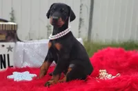 Pearl , a female Doberman Pinscher for sale in Beaumont, TX – 1 of 10