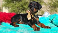 Liliana , a female Doberman Pinscher for sale in Beaumont, TX – 10 of 10