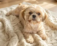AKC full rights Liberty, a female Shih Tzu for sale in Houston, TX – 1 of 3