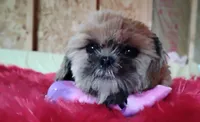 Akc full rights Little BEAR, a female Shih Tzu for sale in Houston, TX – 6 of 10