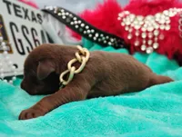 Bronzon , a male Doberman Pinscher for sale in Beaumont, TX – 5 of 7