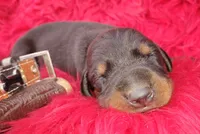 AKC Champion Bloodline - Puppy Storm, a male Doberman Pinscher for sale in Beaumont, TX – 3 of 5