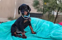 Acer, a male Doberman Pinscher for sale in Beaumont, TX – 3 of 7