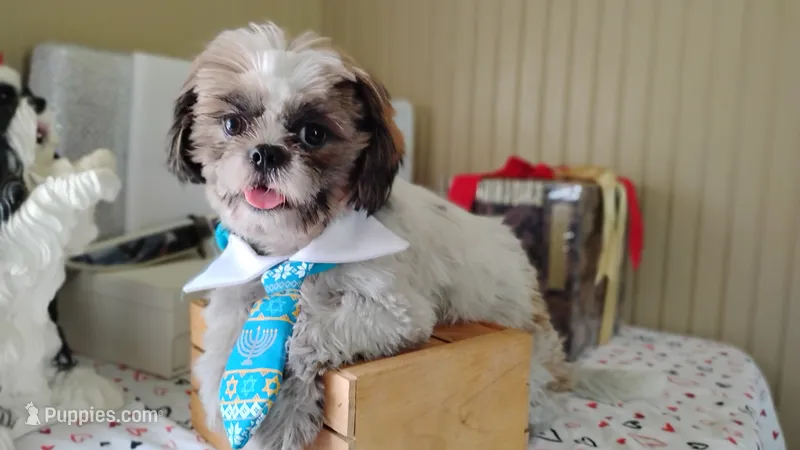 Puppy Oreo – Shih Tzu puppy for sale in Houston, TX
