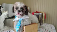 Puppy Oreo, a male Shih Tzu for sale in Houston, TX – 1 of 10