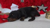 AKC Champion Bloodline -Puppy Miracle , a male Doberman Pinscher for sale in Beaumont, TX – 3 of 4