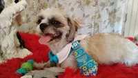 Full Akc Zimba, a male Shih Tzu for sale in Houston, TX – 4 of 6