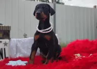 Pearl , a female Doberman Pinscher for sale in Beaumont, TX – 10 of 10