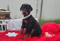 Pearl , a female Doberman Pinscher for sale in Beaumont, TX – 4 of 10