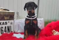 Pearl , a female Doberman Pinscher for sale in Beaumont, TX – 6 of 10
