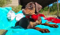 Ruby Red, a female Doberman Pinscher for sale in Beaumont, TX – 7 of 10