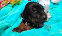 Sophia , a female Doberman Pinscher for sale in Beaumont, TX – 7 of 8