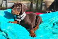  Ginger , a female Doberman Pinscher for sale in Beaumont, TX – 2 of 6