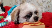 Full Akc Zimba, a male Shih Tzu for sale in Houston, TX – 2 of 6