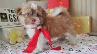 Havashu - Benji, a male Havanese and Shih Tzu for sale in Houston, TX – 5 of 10