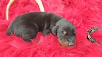 AKC Champion Bloodline - Puppy Storm, a male Doberman Pinscher for sale in Beaumont, TX – 2 of 5