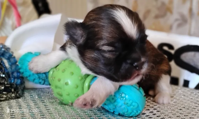 Havashu pup - Lill Mikey – Havanese, Shih Tzu puppy for sale in Houston, TX