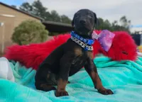 Dustin, a male Doberman Pinscher for sale in Beaumont, TX – 5 of 7